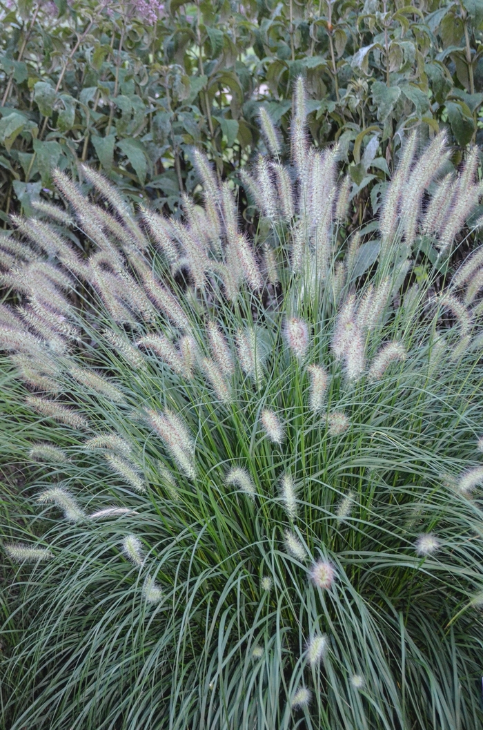 'Piglet' Dwarf Fountain Grass - Pennisetum alopecuroides 'Piglet'