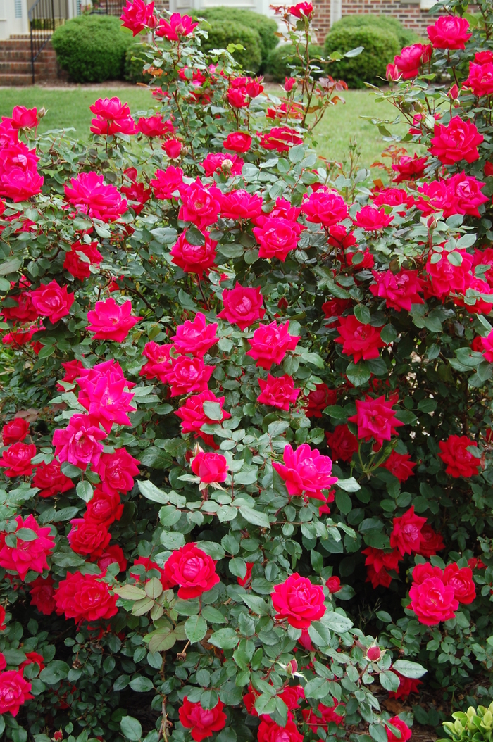 Rose - Rosa 'Knock Out Red'