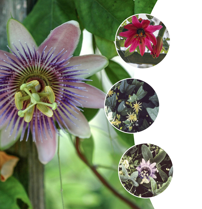 Passion Flower - Passiflora serratifolia 'Multiple Varieties'
