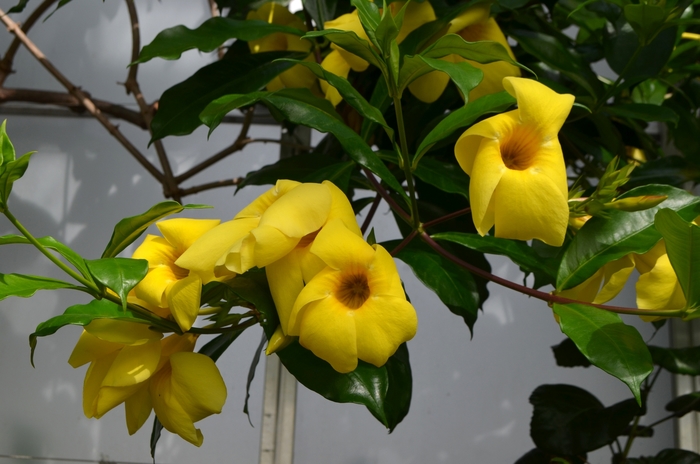 Golden Trumpet - Allamanda neriifolia