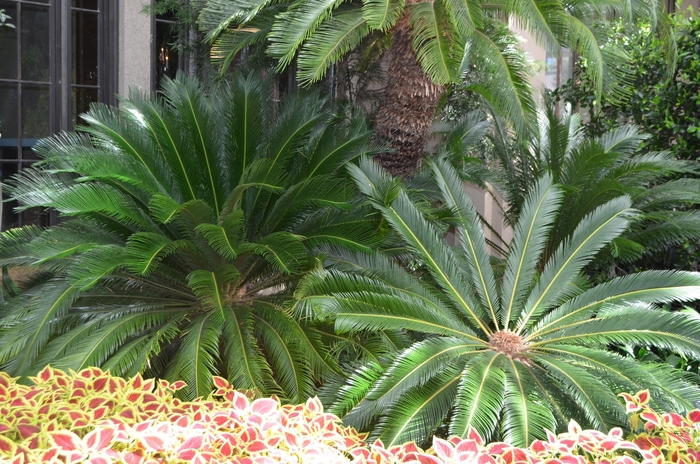 Sago Palm - Cycas revoluta