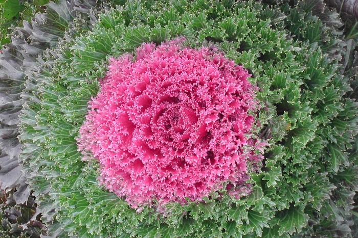Ornamental Kale - Brassica oleracea 'Glamour Red'