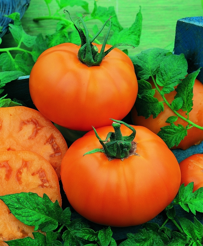 Tomato, Beefsteak - Chef's Choice Orange F1