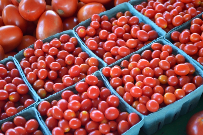 Red Cherry Tomato - Solanum lycopersicum 'Red Cherry'