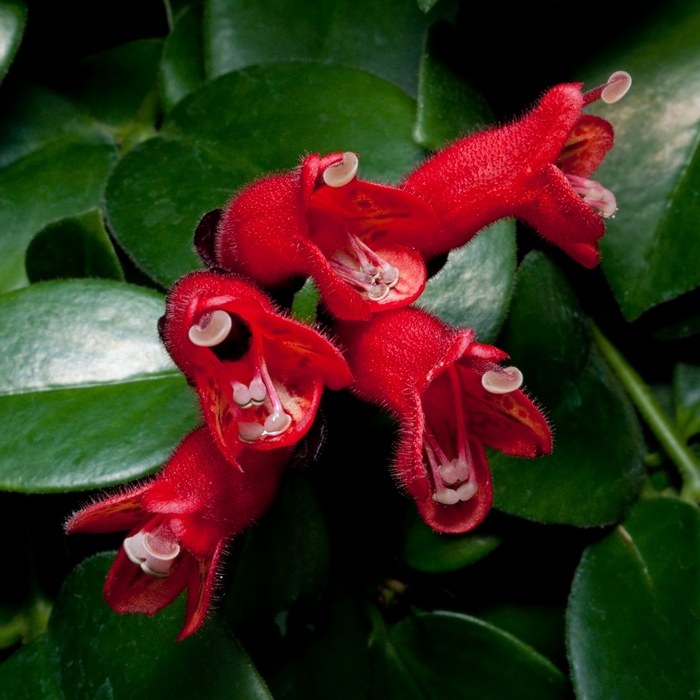 Lipstick Plant - Aeschynanthus lobbianus