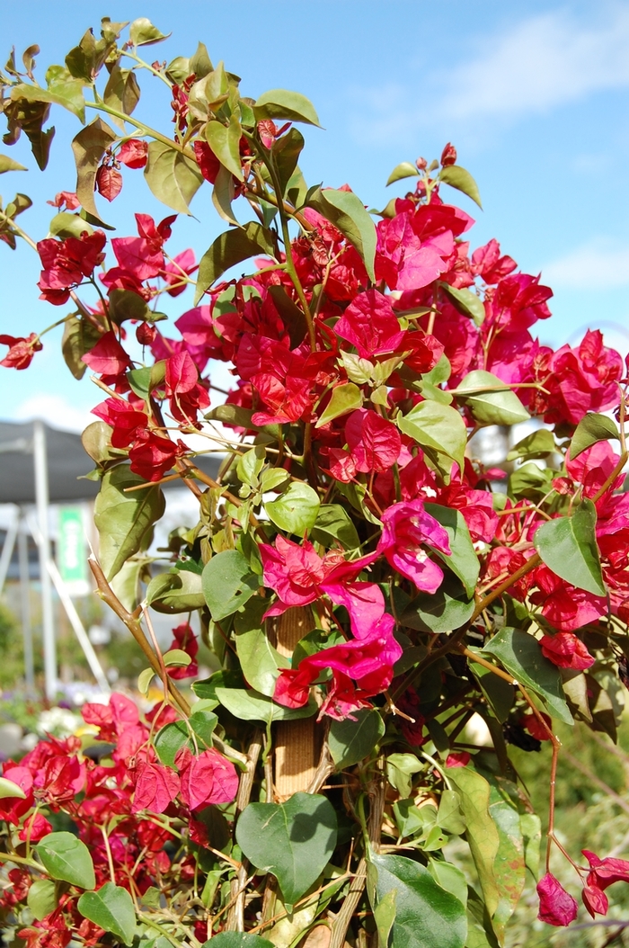 Bougainvillea - Bougainvillea 'Barbara Karst' Bougainvillea - Bougainvillea 'Barbara Karst'