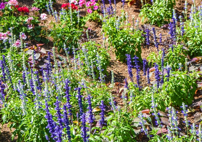 Sallyfun™ - Salvia farinacea 'Blue Tune'