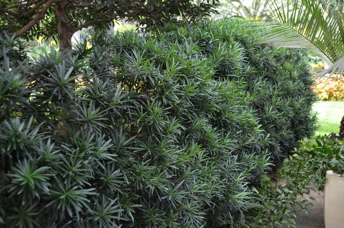 Chinese Shrub Yew - Podocarpus macrophyllus 'Maki'