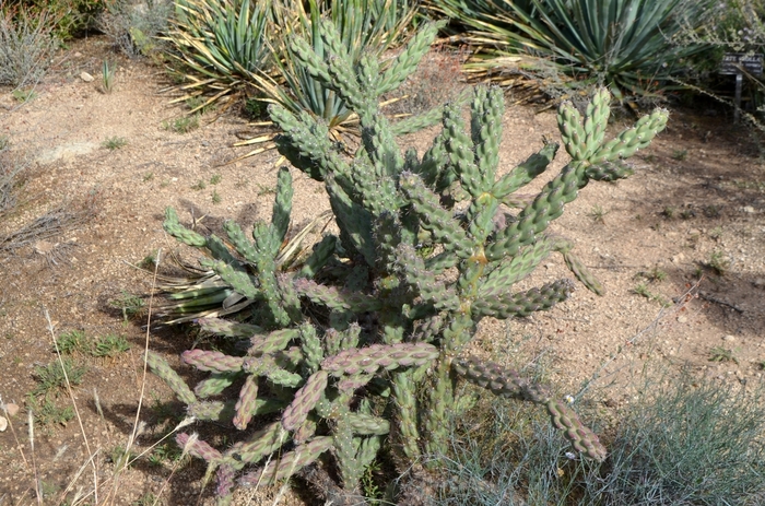 Tree Cholla Cactus - Cylindropuntia imbricata 'Cholla'