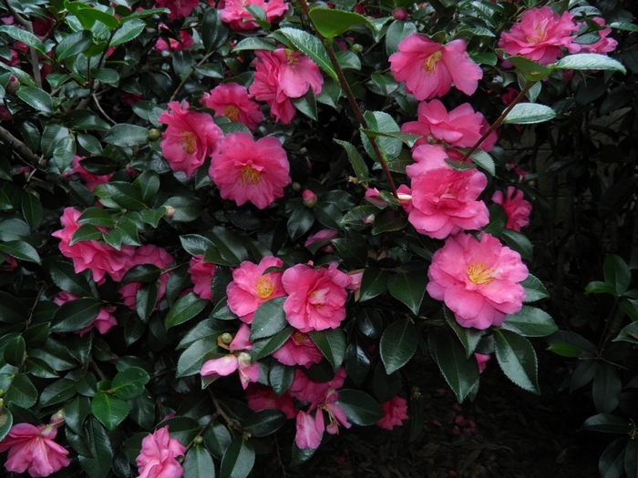 'Shishi-Gashira' Camellia - Camellia