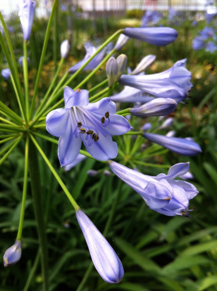 Lily of the Nile Agapanthus - Agapanthus africanus
