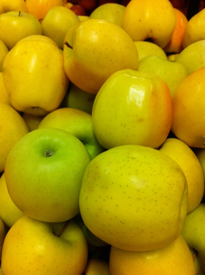 Golden Delicious Apple - Apple 'Golden Delicious'