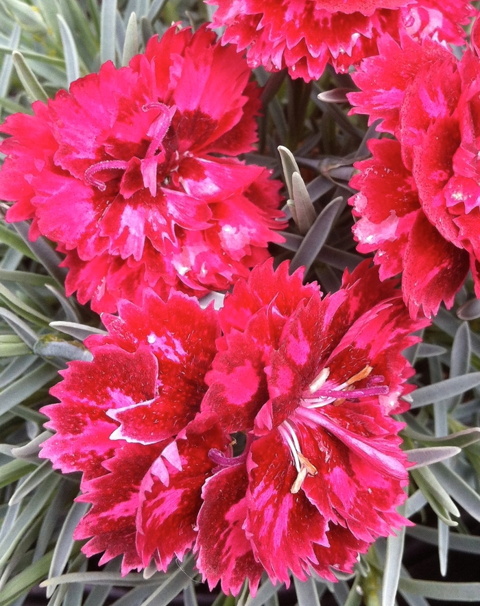 Cheddar Pinks - Dianthus 'Pomegranate Kiss'