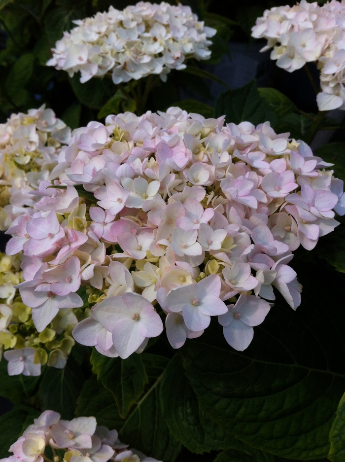 Endless Summer® Blushing Bride Hydrangea - Hydrangea macrophylla 'Blushing Bride'