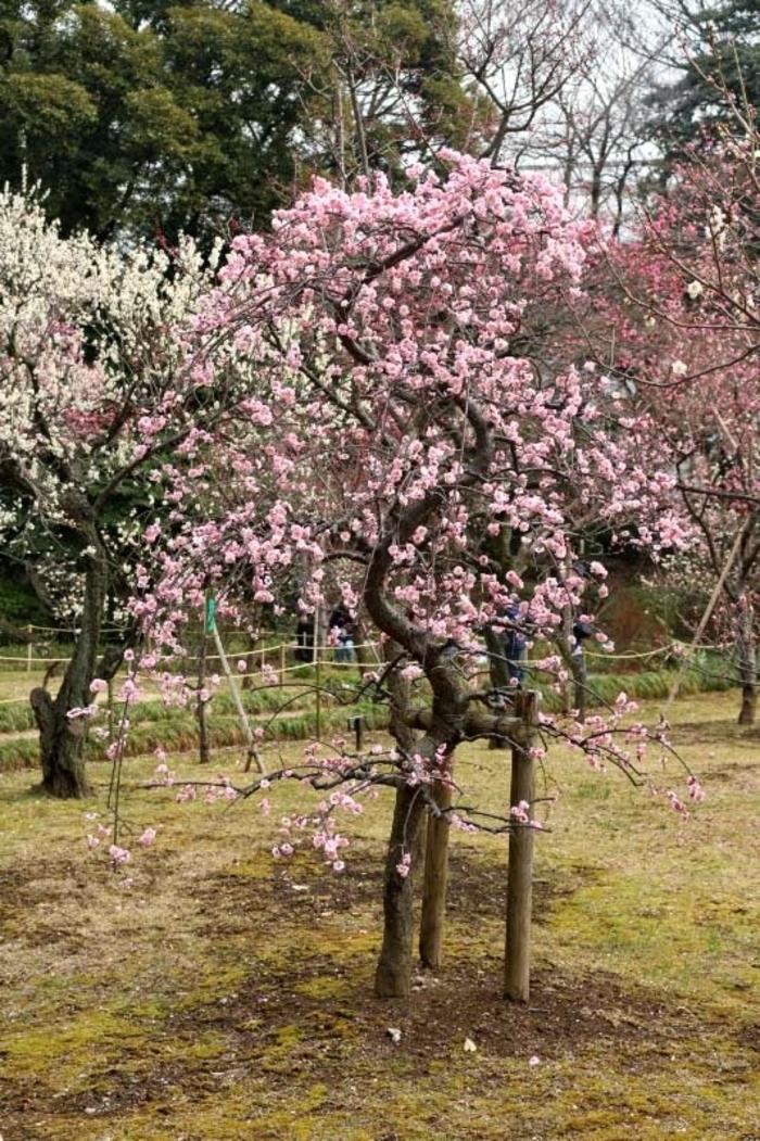 Santa Rosa Plum - Prunus salicina 'Santa Rosa'