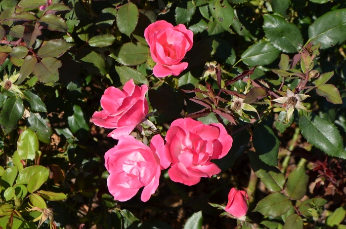 Pink Knock Out® Rose - Rosa 'Radcon'