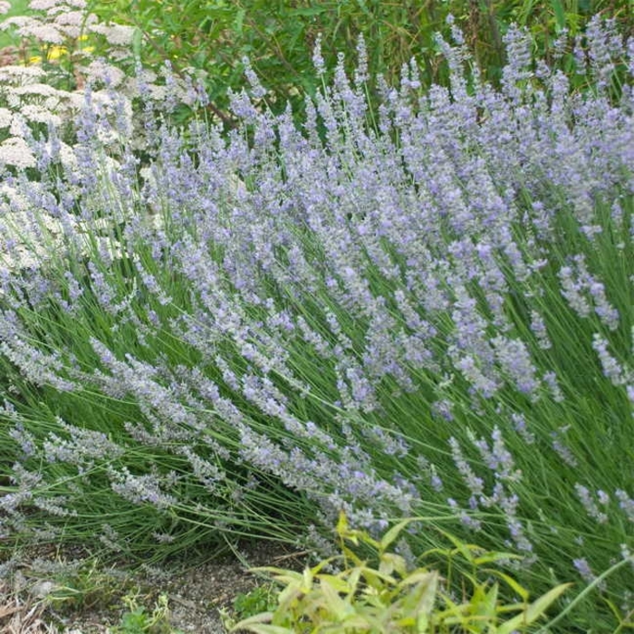 Provence French Lavender - Lavandula x intermedia 'Provence'