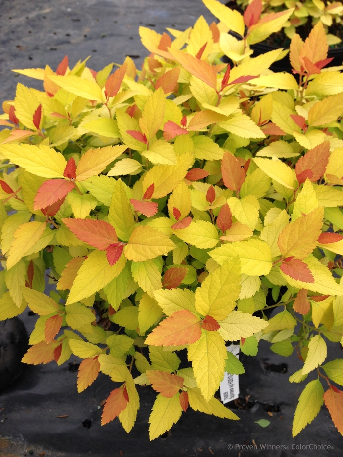 Double Play® Candy Corn® - Spiraea japonica