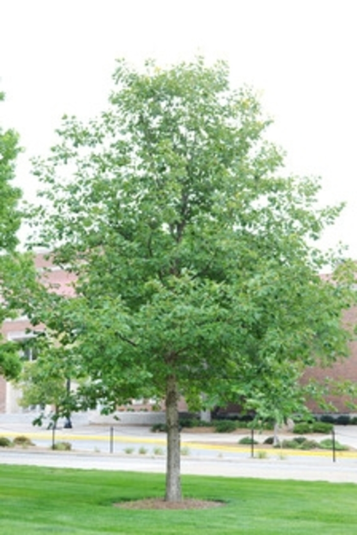 Chinkapin Oak - Quercus muehlenbergii