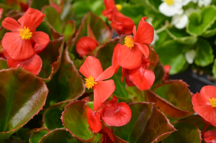 Super Olympia Wax Begonia - Begonia semperflorens 'Red'
