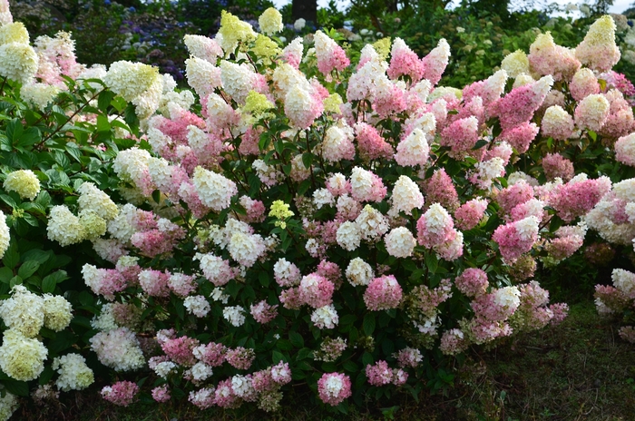 Strawberry Sundae® Hydrangea - Hydrangea paniculata 'Rensu'