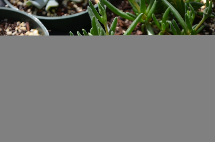 Ice Plant-Yellow - Delosperma cooperi