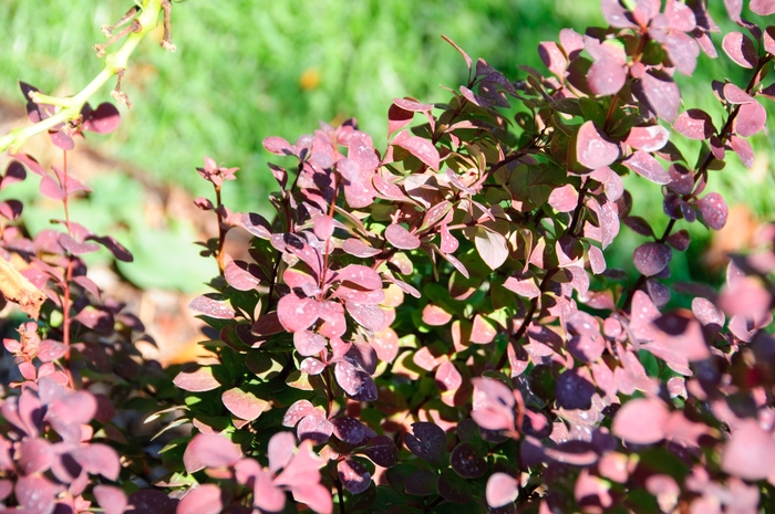 Orange Rocket Barberry - Berberis thunbergii 'Orange Rocket' Orange Rocket Barberry - Berberis thunbergii 'Orange Rocket'