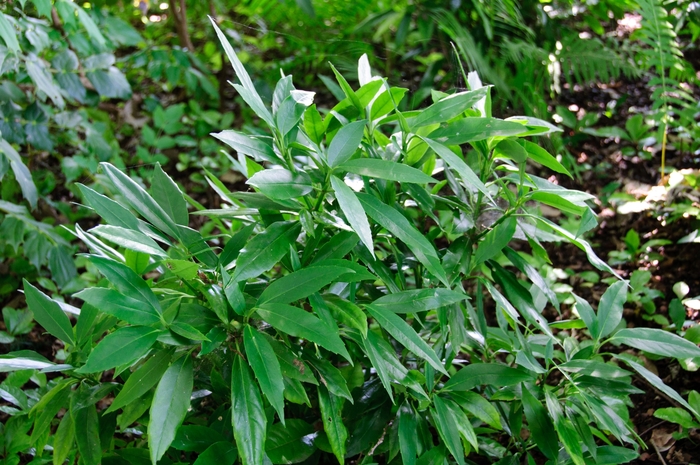 Sawtoothed Japanese Aucuba - Aucuba japonica 'Serratifloia'