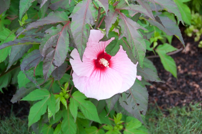 Rose Mallow - Hibiscus 'Brandy Punch'