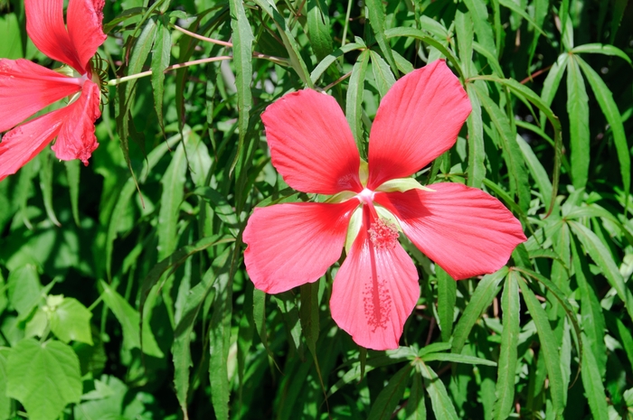 Texas Star Hibiscus - Hibiscus coccineus