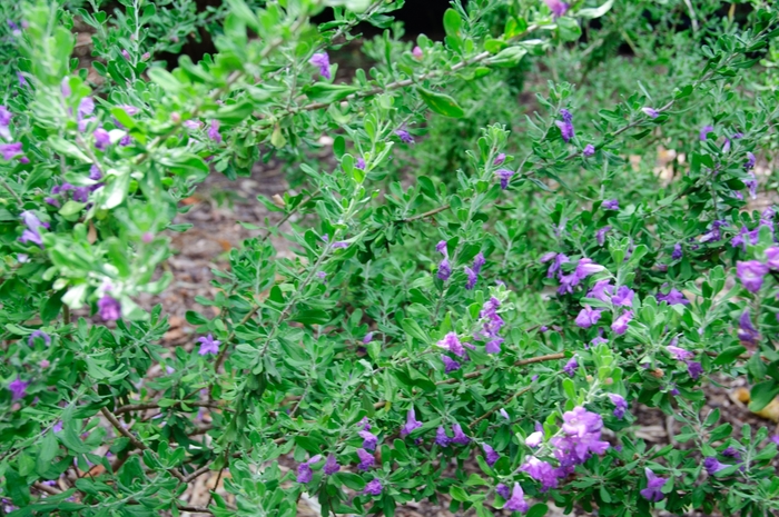 'Texas Ranger' Texas Sage - Leucophyllum langmaniae 'Rio Bravo'
