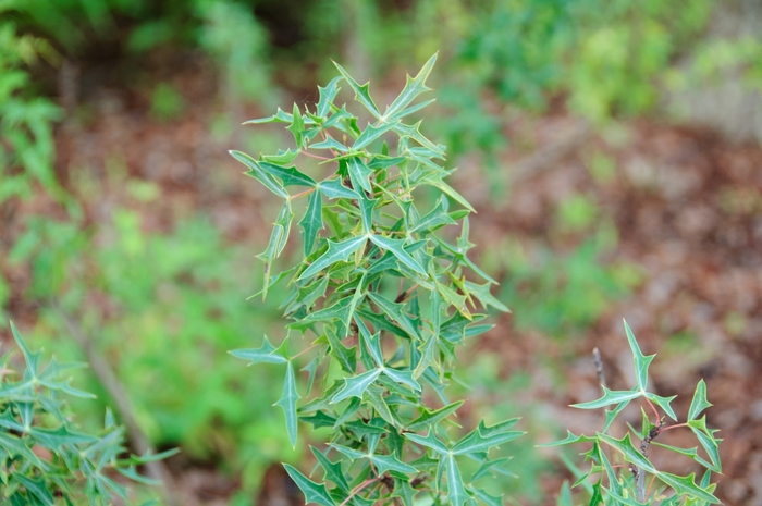 Agarita - Mahonia trifoliata