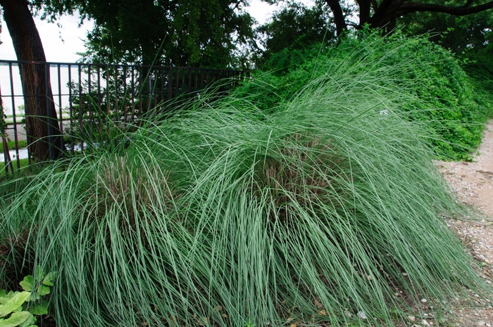 Lindheimer's Muhly Grass - Muhlenbergia lindheimeri 