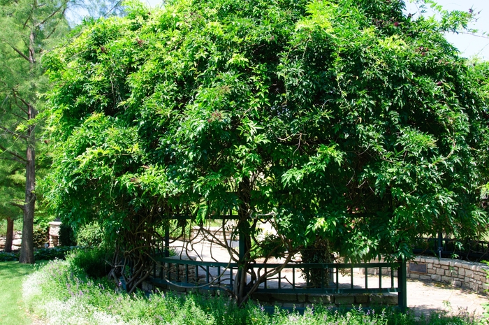 Evergreen Wisteria - Millettia reticulata