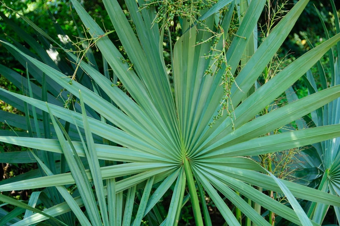 Dwarf Palmetto Palm - Sabal minor