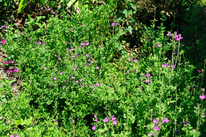 Autumn Sage - Salvia greggii 'Ultra Violet' Autumn Sage - Salvia greggii 'Ultra Violet'
