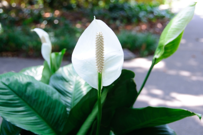 Peace Lily - Spathiphyllum wallisii