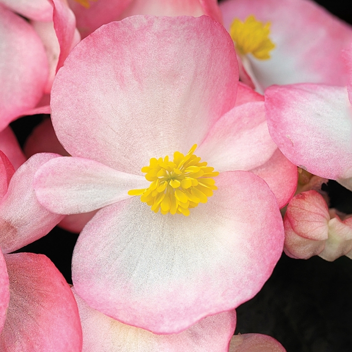 Begonia - Begonia semperflorens ' Bada Boom Rose Bicolor'