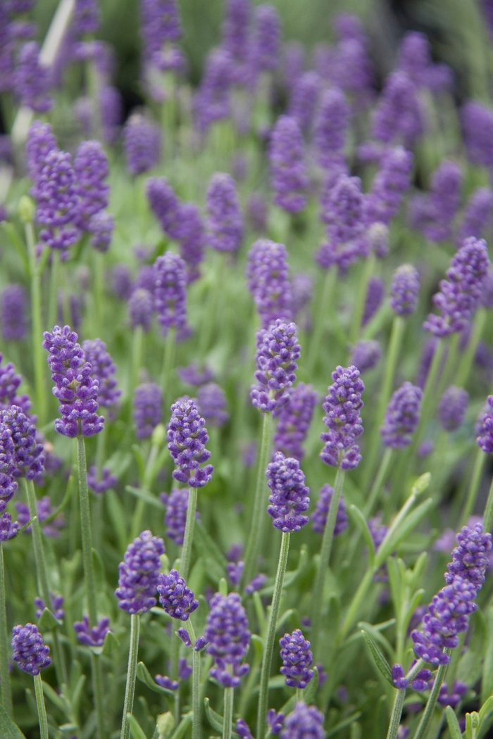  Sweet Dreams Blue English Lavender - Lavandula angustifolia