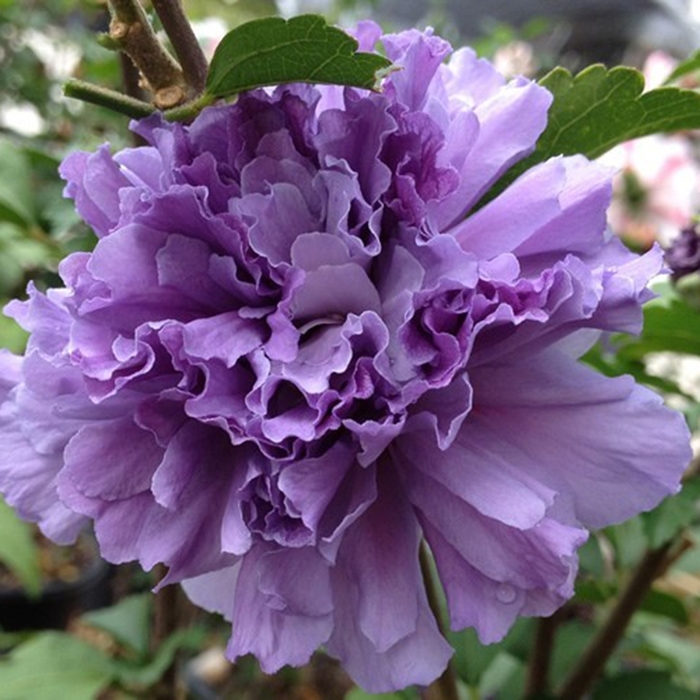 Rose of Sharon - Hibiscus syriacus 'Blueberry Smoothie'