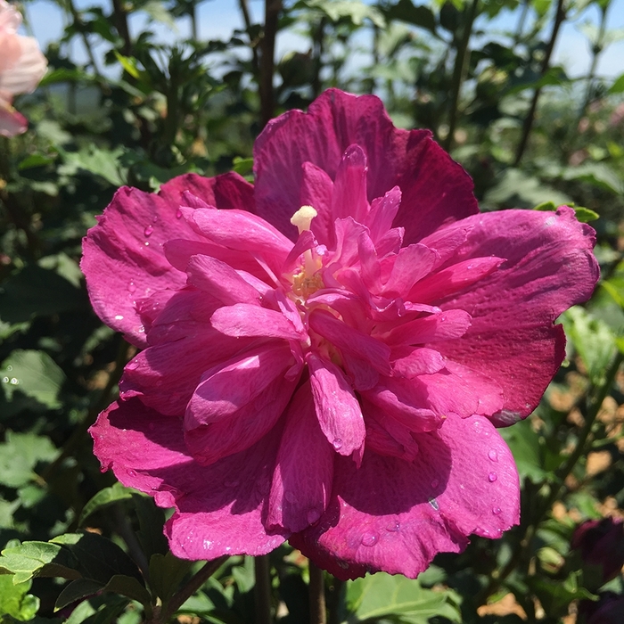 Rose of Sharon - Hibiscus syriacus 'Raspberry Smoothie'
