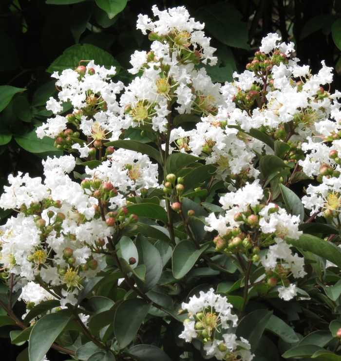 Crapemyrtle - Lagerstroemia 'Enduring Summer White'