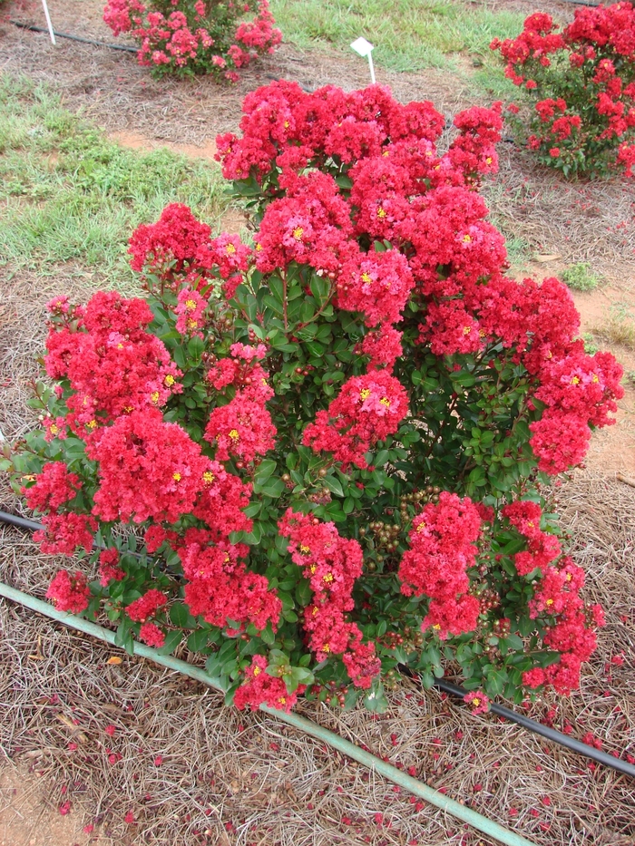 Crapemyrtle - Lagerstroemia 'Enduring Summer Red'