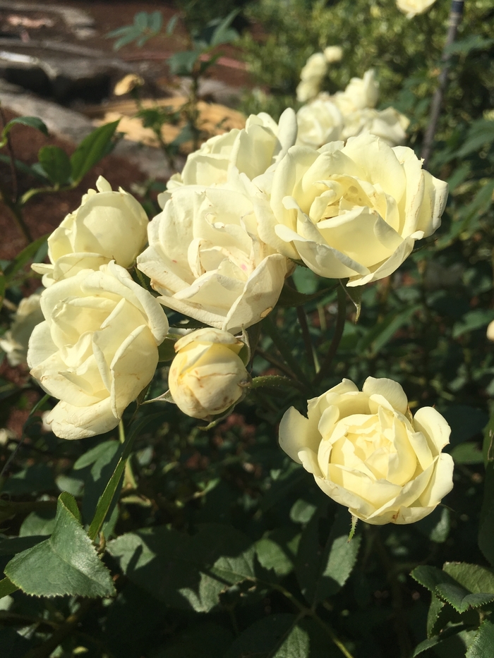 Rose - Rosa 'The Champion White'