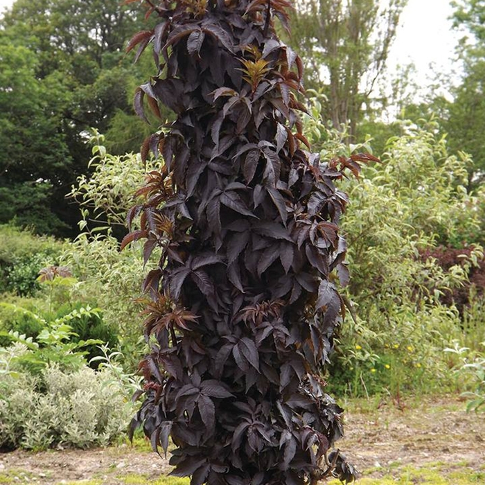 'Black Tower' Elderberry - Sambucus nigra