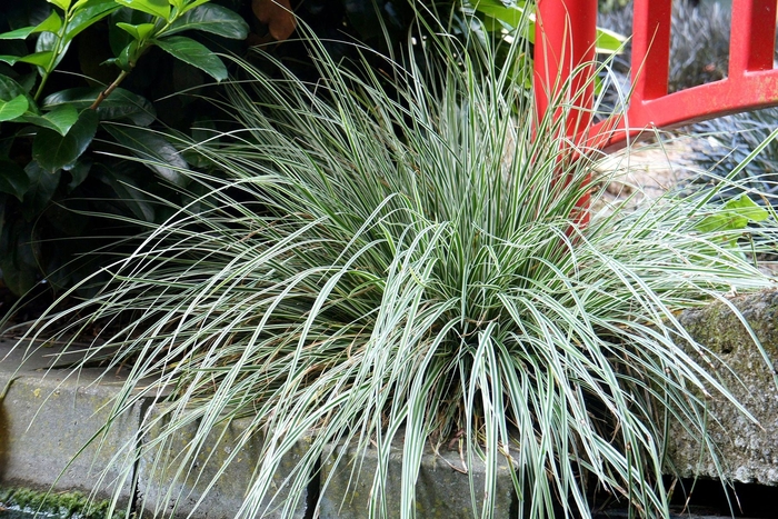 EverColor® - Carex oshimensis 'Everest'