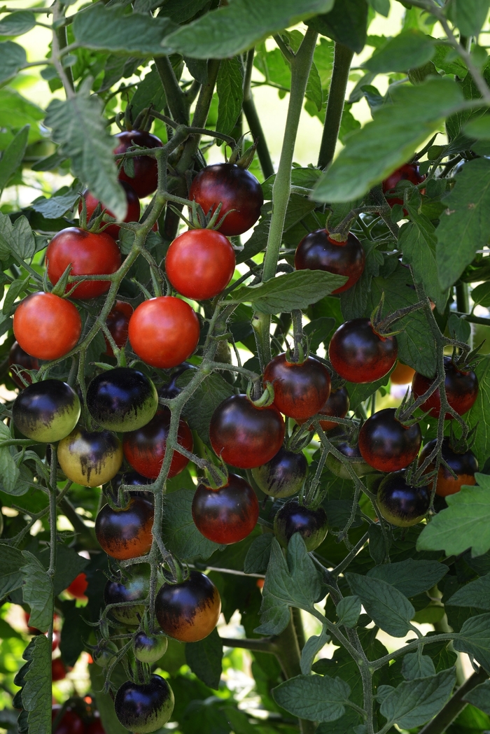 Tomato, Cherry - Solanum lycopersicum 'Midnight Snack'