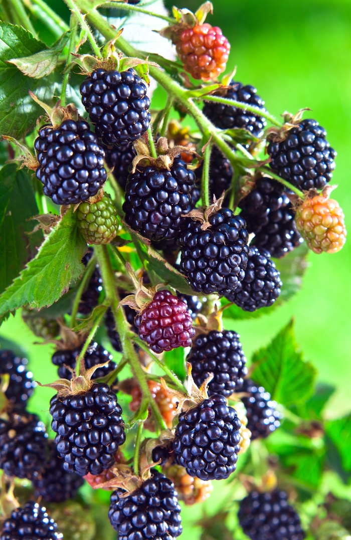 Arapaho Blackberry - Rubus 'Arapaho'