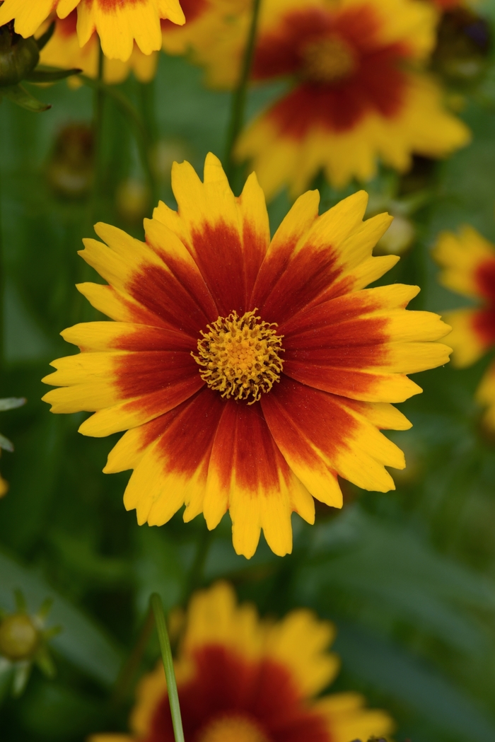 Coreopsis Uptick™ Gold and Bronze - Tickseed