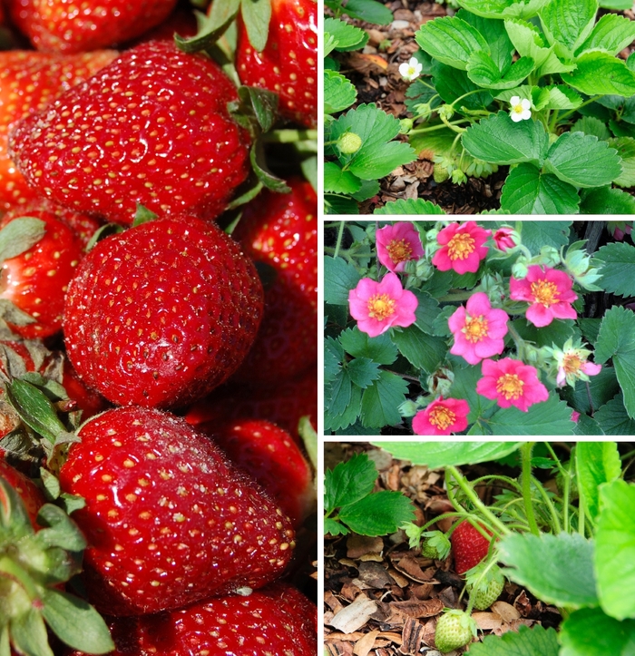 Strawberry - Fragaria Multiple Varieties